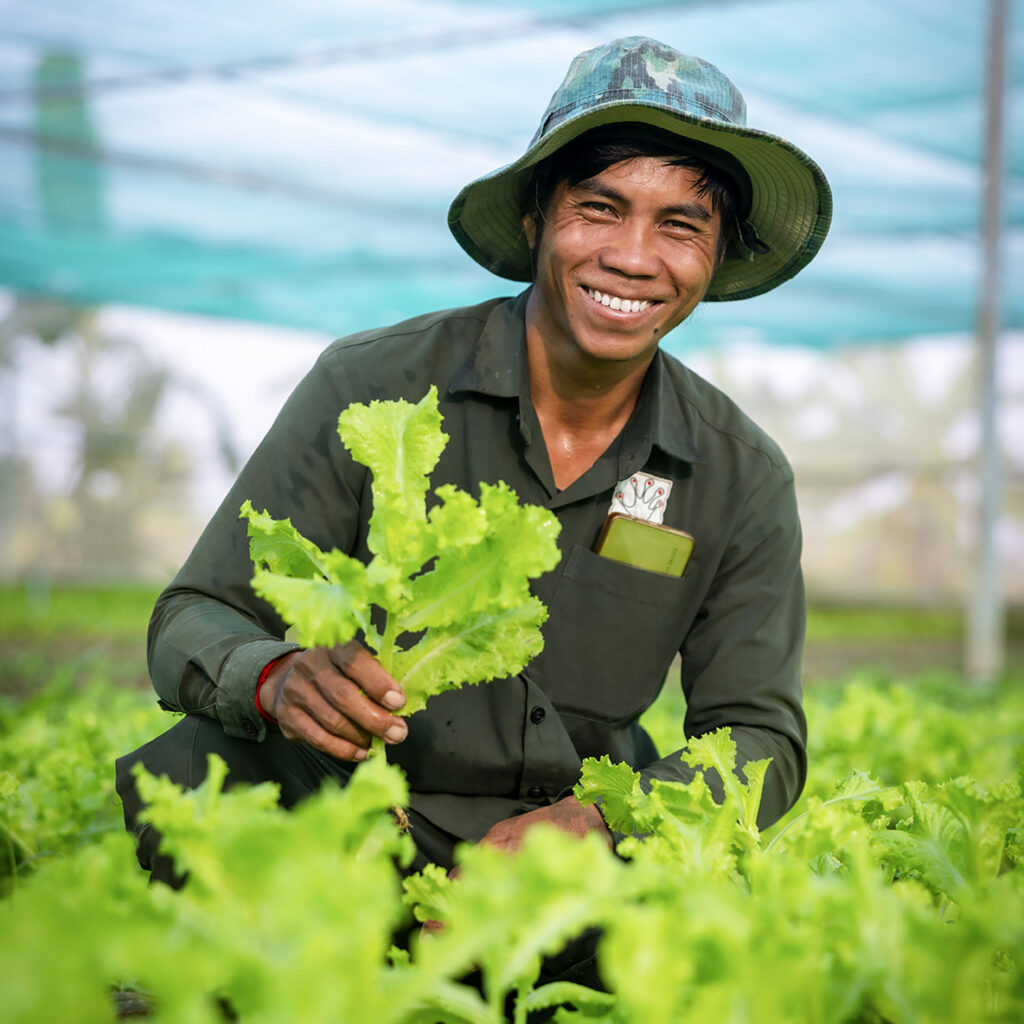 Smiling farmer in a wide-brim hat holding fresh lettuce in a greenhouse field